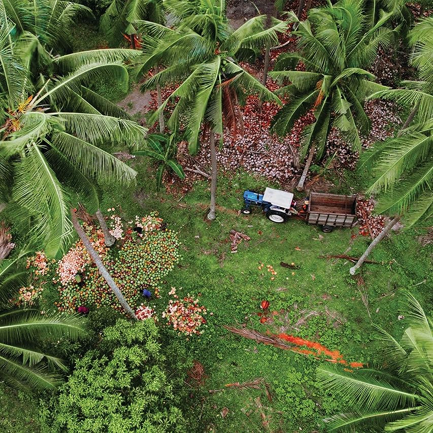 Image by Vita Coco. Our coconuts are hand picked from small farms, including our certified organic line for Amazon. #VitaCoco #coconutwater #hydration